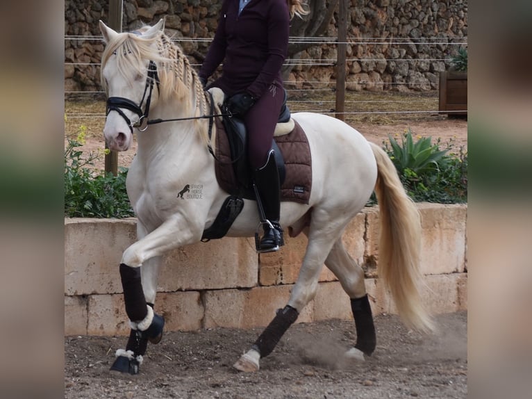 Andalou Hongre 6 Ans 149 cm Cremello in Mallorca