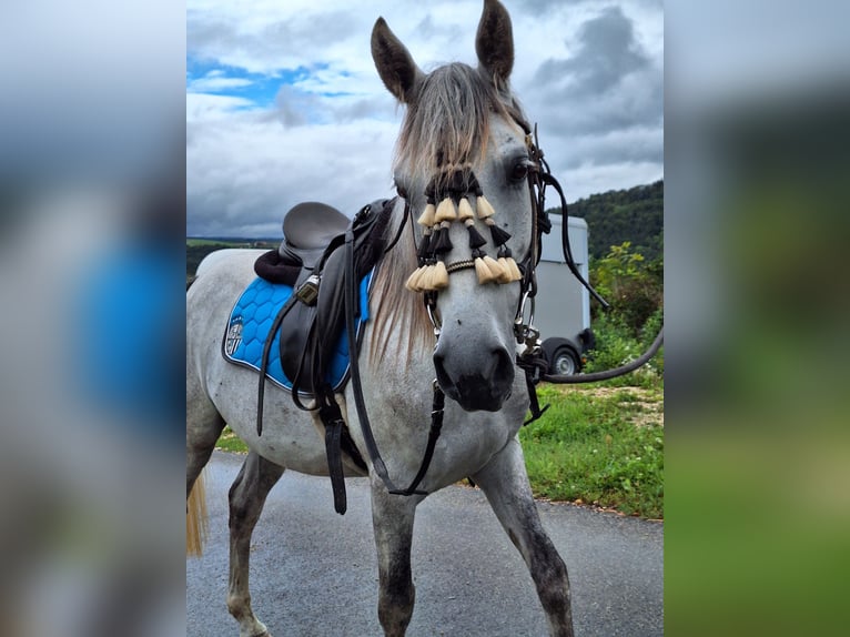 Andalou Hongre 6 Ans 150 cm Gris pommelé in Diegten