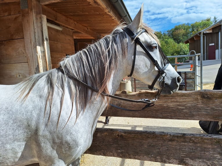 Andalou Hongre 6 Ans 150 cm Gris pommelé in Diegten