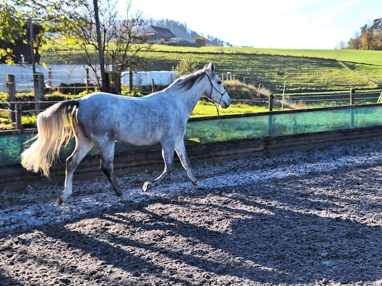 Andalou Hongre 6 Ans 150 cm Gris pommelé in Diegten