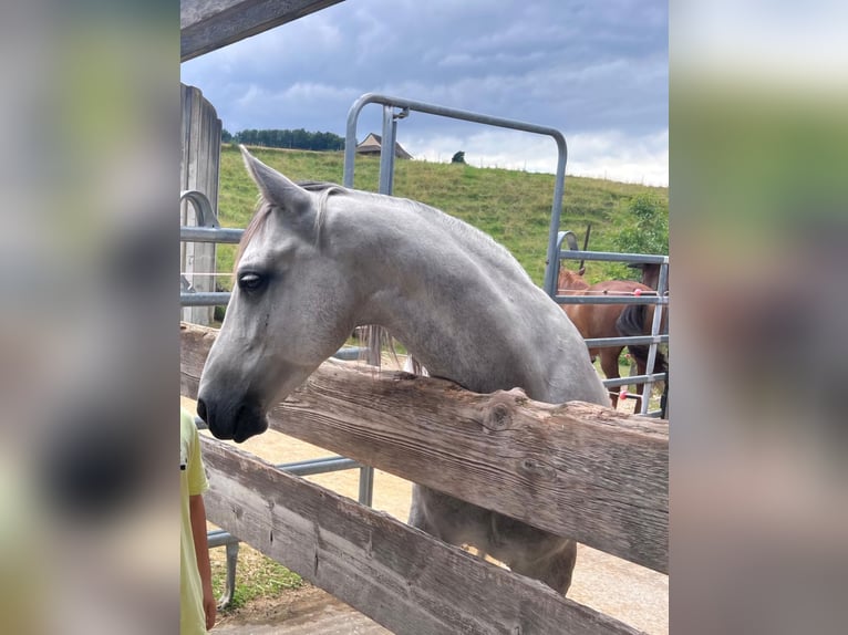 Andalou Hongre 6 Ans 150 cm Gris pommelé in Diegten