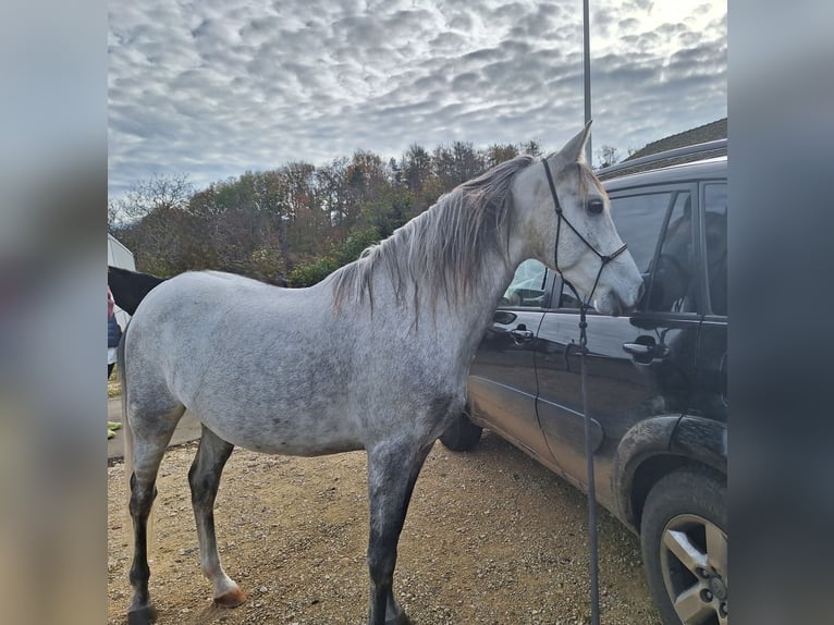 Andalou Hongre 6 Ans 150 cm Gris pommelé in Diegten