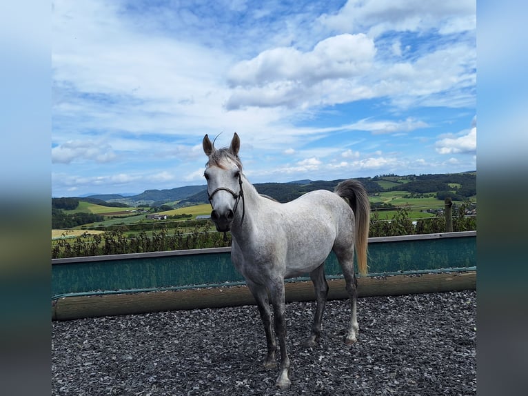 Andalou Hongre 6 Ans 150 cm Gris pommelé in Diegten