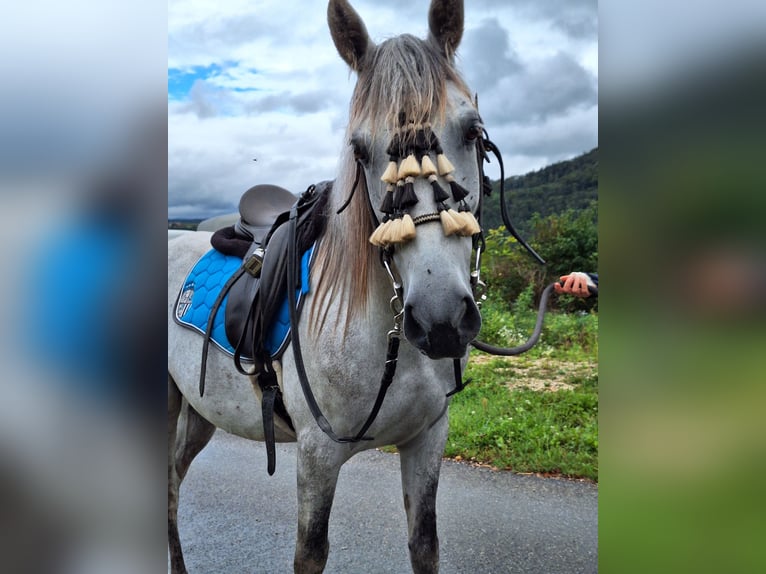 Andalou Hongre 6 Ans 150 cm Gris pommelé in Diegten