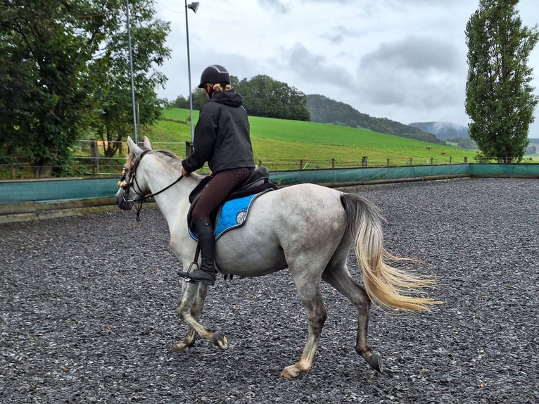 Andalou Hongre 6 Ans 150 cm Gris pommelé in Diegten