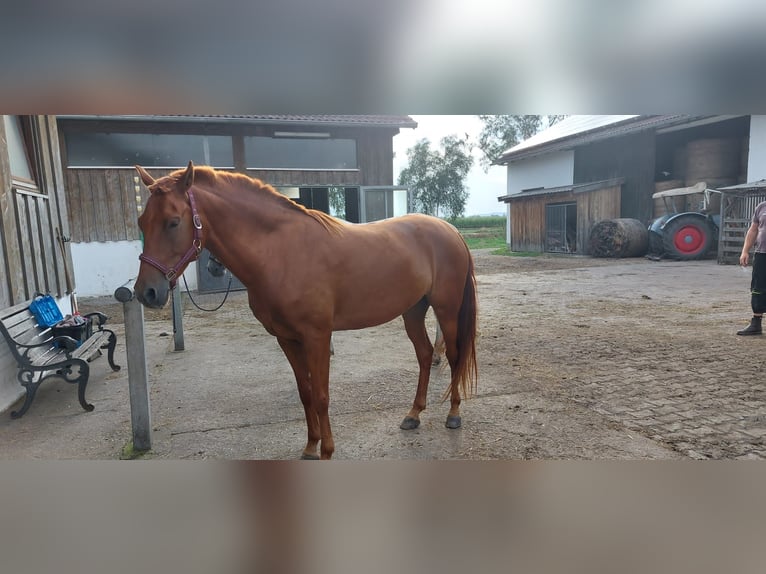 Andalou Croisé Hongre 6 Ans 151 cm Alezan in Puchheim