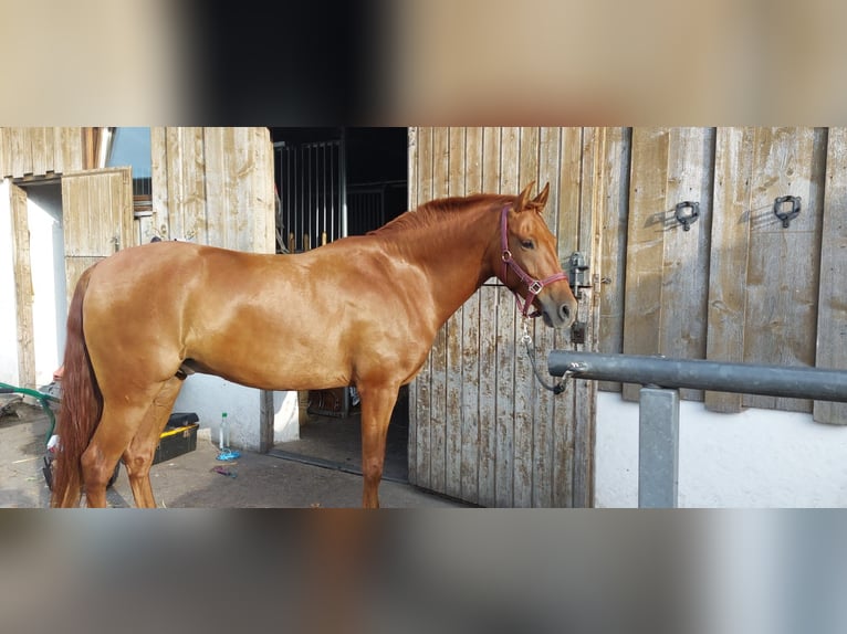 Andalou Croisé Hongre 6 Ans 151 cm Alezan in Puchheim