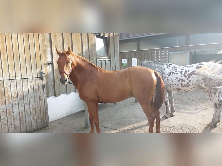 Andalou Croisé Hongre 6 Ans 151 cm Alezan in Puchheim