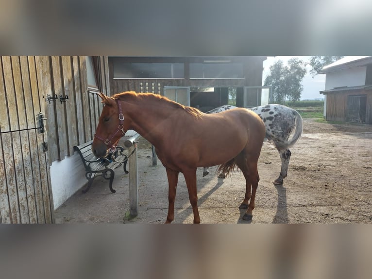 Andalou Croisé Hongre 6 Ans 151 cm Alezan in Puchheim