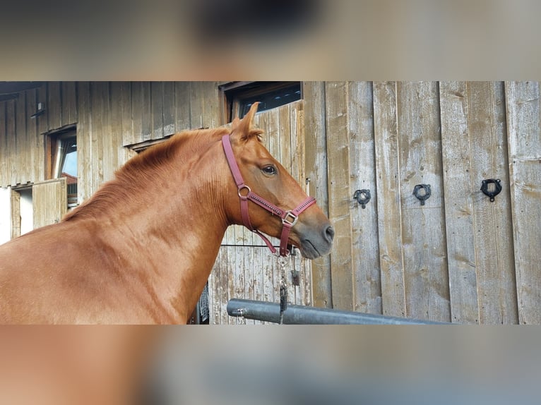 Andalou Croisé Hongre 6 Ans 151 cm Alezan in Puchheim