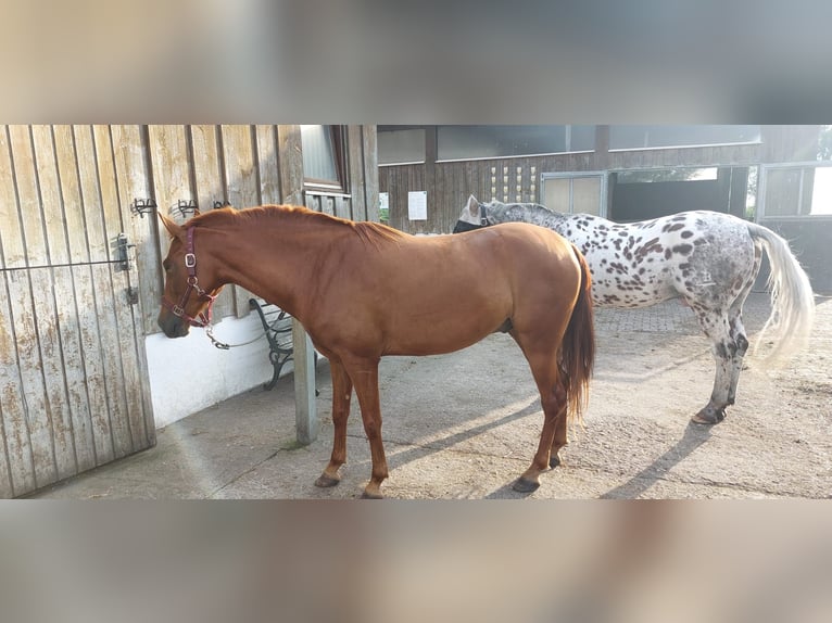 Andalou Croisé Hongre 6 Ans 151 cm Alezan in Puchheim