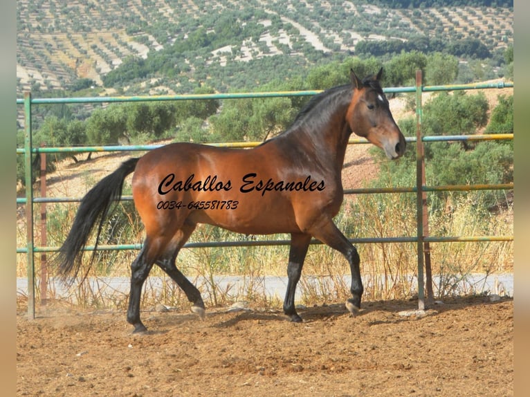 Andalou Hongre 6 Ans 152 cm Bai in Vejer de la Frontera