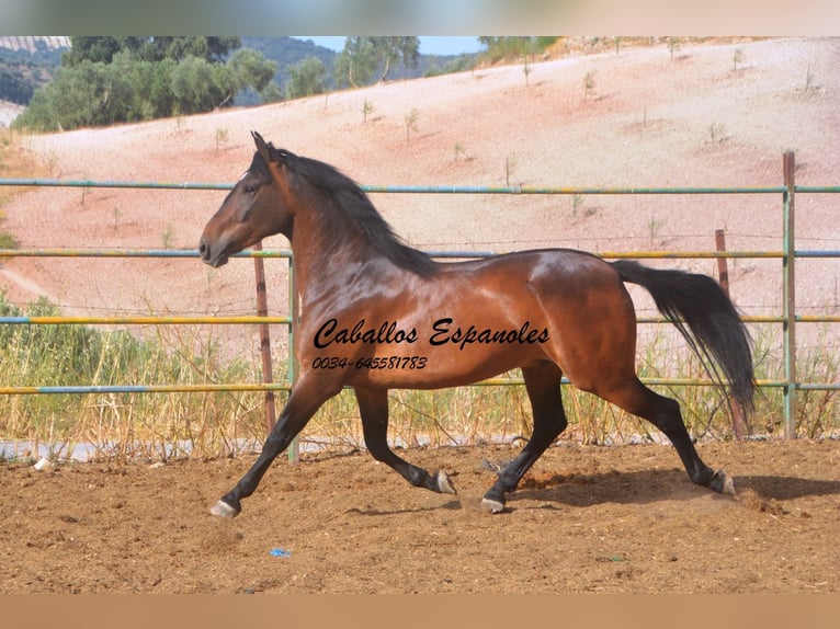 Andalou Hongre 6 Ans 152 cm Bai in Vejer de la Frontera