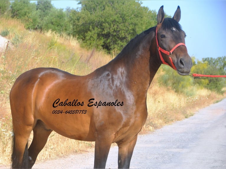 Andalou Hongre 6 Ans 152 cm Bai in Vejer de la Frontera
