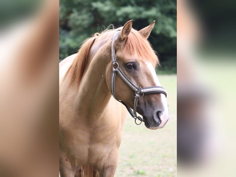 Andalou Croisé Hongre 6 Ans 153 cm Alezan in Rees