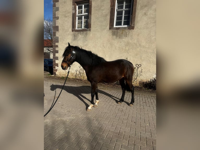 Andalou Hongre 6 Ans 154 cm Bai brun in Warburg