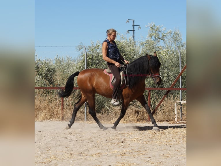 Andalou Hongre 6 Ans 156 cm Bai in Pruna