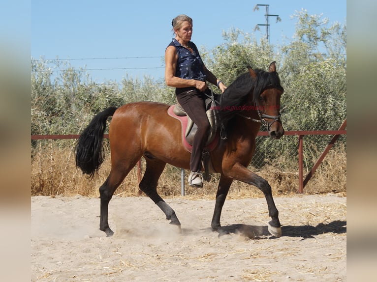 Andalou Hongre 6 Ans 156 cm Bai in Pruna