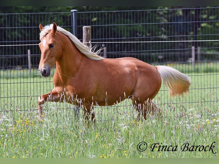 Andalou Hongre 6 Ans 156 cm Palomino in Wiebelsheim