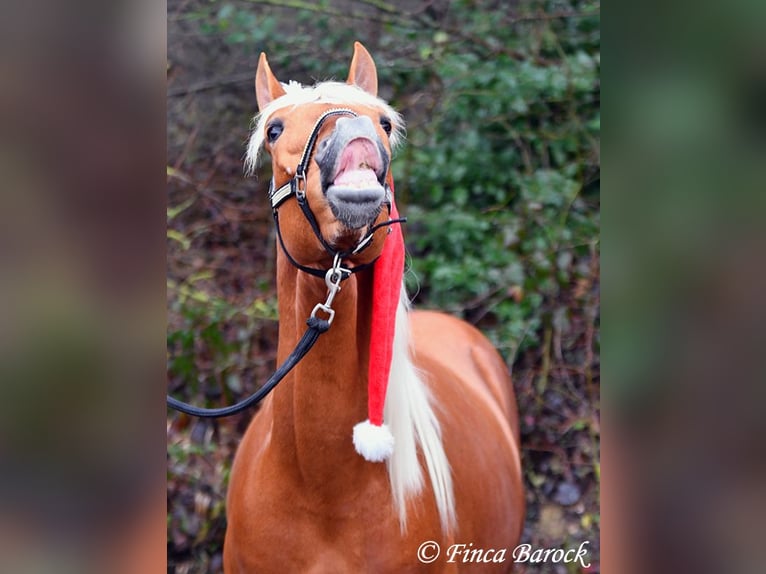 Andalou Hongre 6 Ans 156 cm Palomino in Wiebelsheim