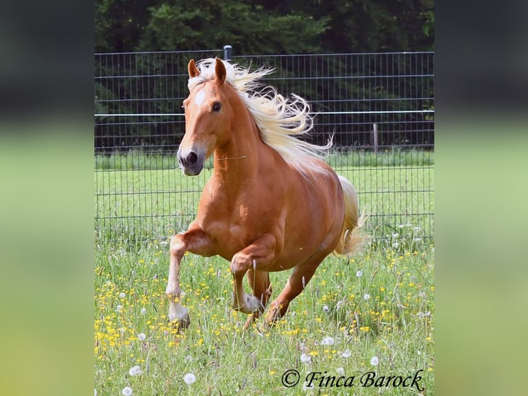 Andalou Hongre 6 Ans 156 cm Palomino in Wiebelsheim