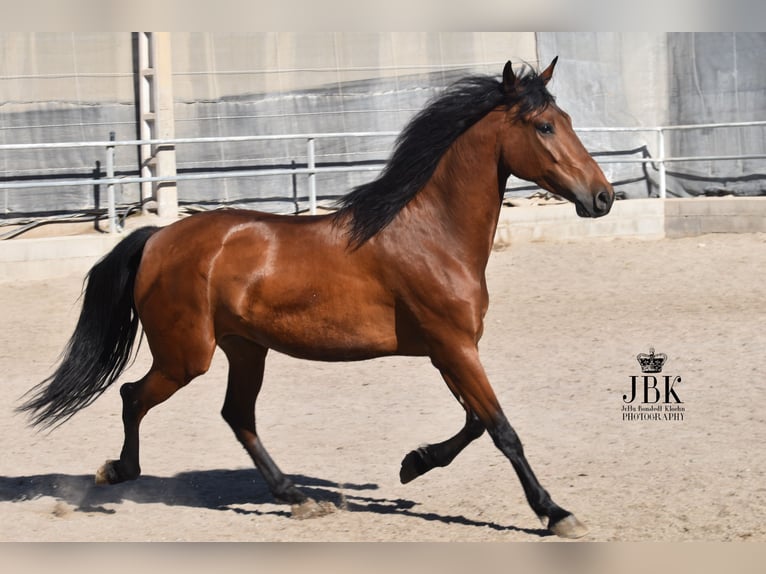 Andalou Hongre 6 Ans 157 cm Bai in Tabernas Almeria