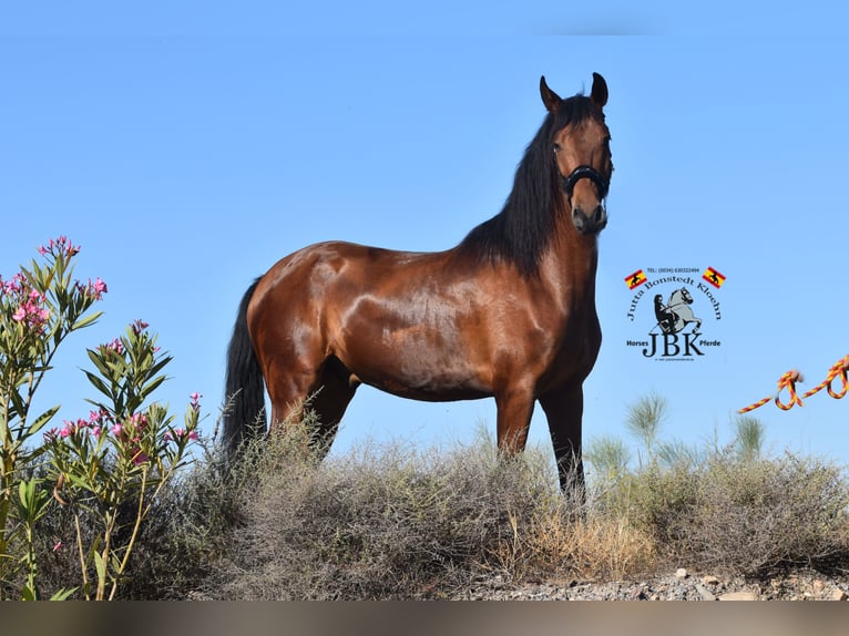 Andalou Hongre 6 Ans 157 cm Bai in Tabernas Almeria