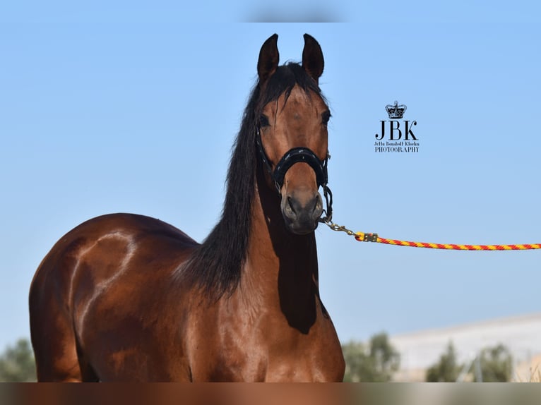 Andalou Hongre 6 Ans 157 cm Bai in Tabernas Almeria