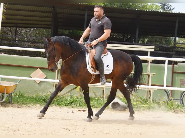 Andalou Hongre 6 Ans 158 cm Bai brun in Provinz Malaga