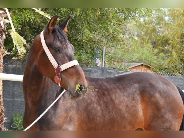 Andalou Hongre 6 Ans 158 cm Bai brun in Provinz Malaga