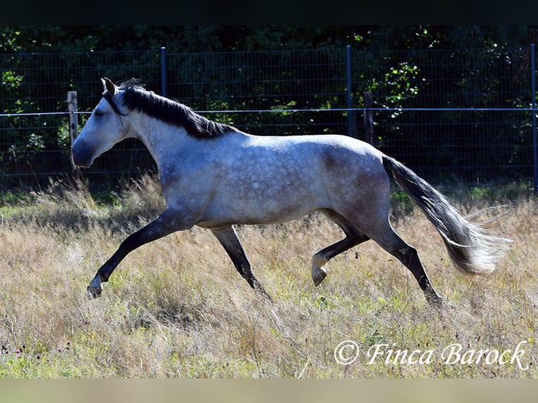 Andalou Hongre 6 Ans 158 cm Gris in Wiebelsheim