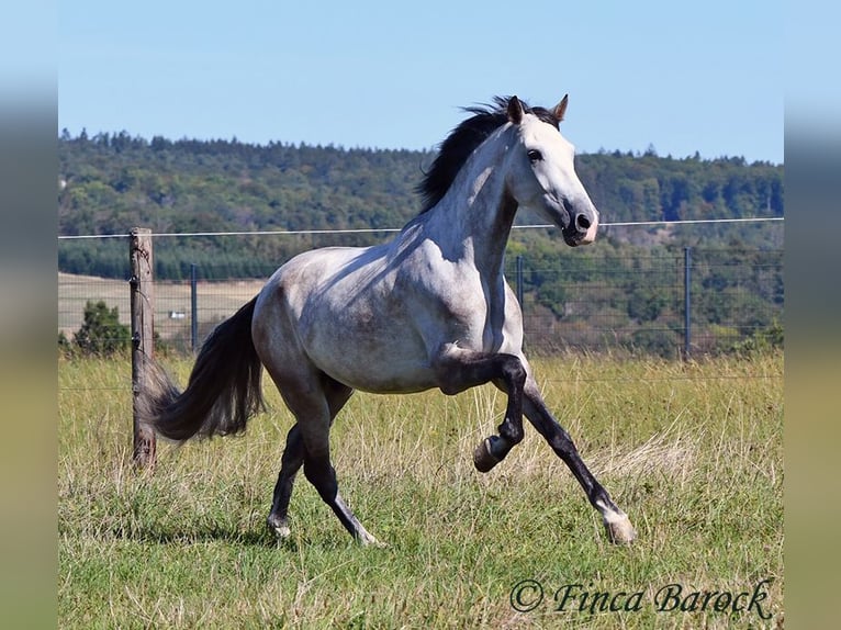Andalou Hongre 6 Ans 158 cm Gris in Wiebelsheim
