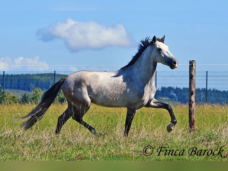 Andalou Hongre 6 Ans 158 cm Gris in Wiebelsheim