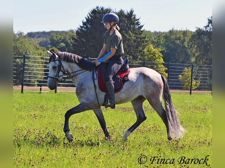 Andalou Hongre 6 Ans 158 cm Gris in Wiebelsheim