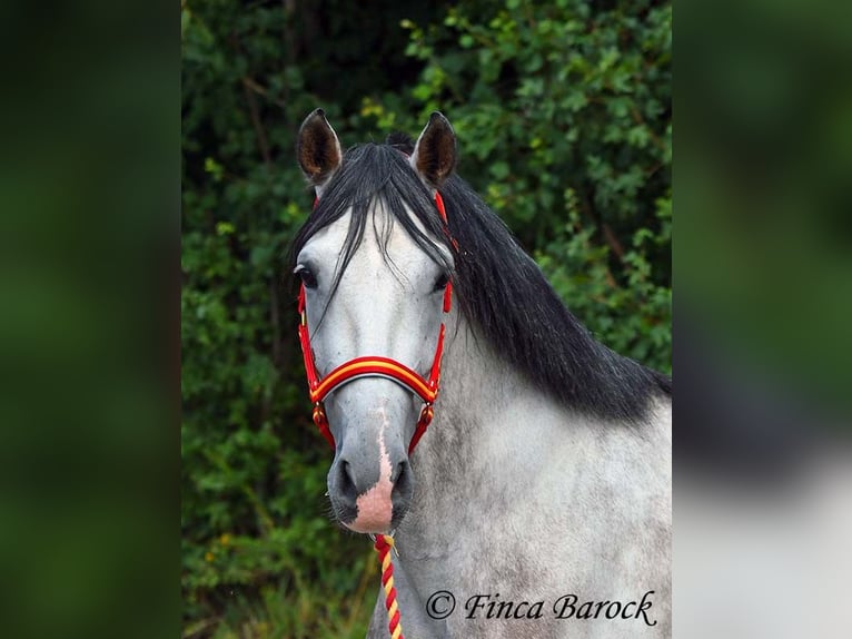 Andalou Hongre 6 Ans 158 cm Gris in Wiebelsheim