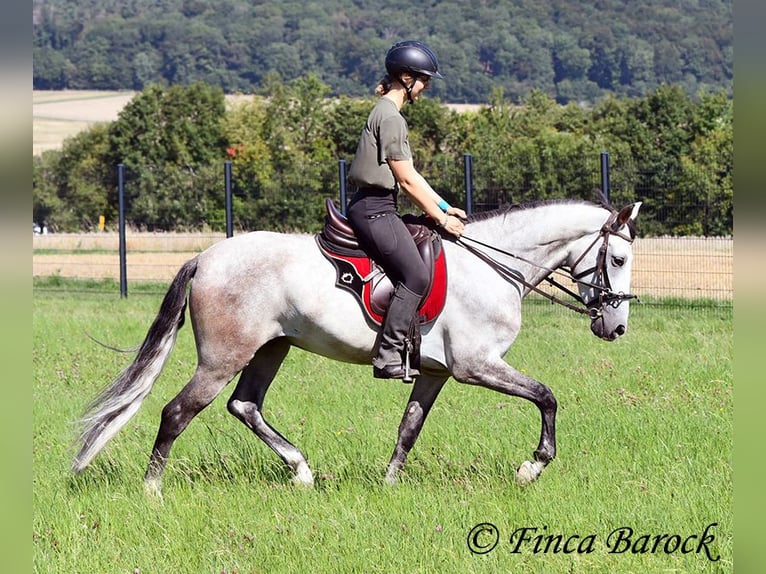 Andalou Hongre 6 Ans 158 cm Gris in Wiebelsheim