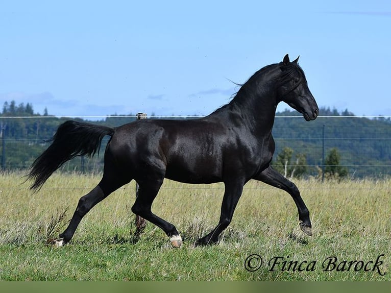 Andalou Hongre 6 Ans 158 cm Noir in Wiebelsheim