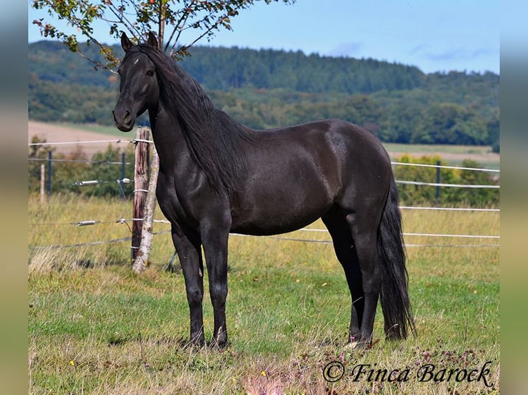 Andalou Hongre 6 Ans 158 cm Noir in Wiebelsheim