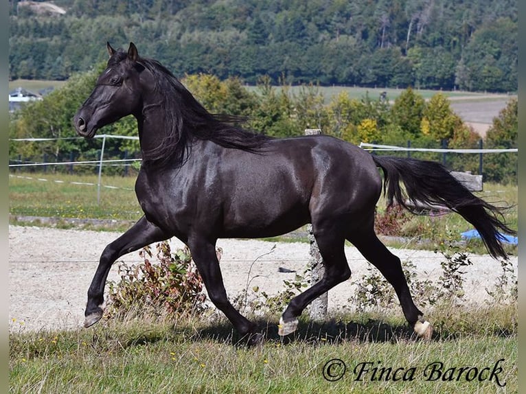 Andalou Hongre 6 Ans 158 cm Noir in Wiebelsheim