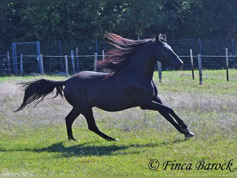 Andalou Hongre 6 Ans 158 cm Noir in Wiebelsheim