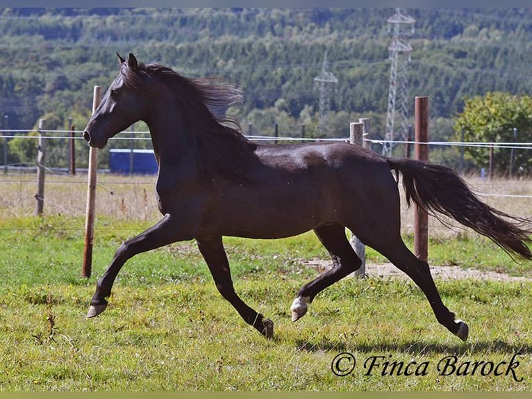 Andalou Hongre 6 Ans 158 cm Noir in Wiebelsheim