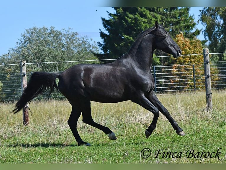 Andalou Hongre 6 Ans 158 cm Noir in Wiebelsheim