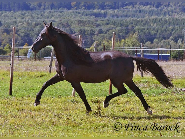 Andalou Hongre 6 Ans 158 cm Noir in Wiebelsheim