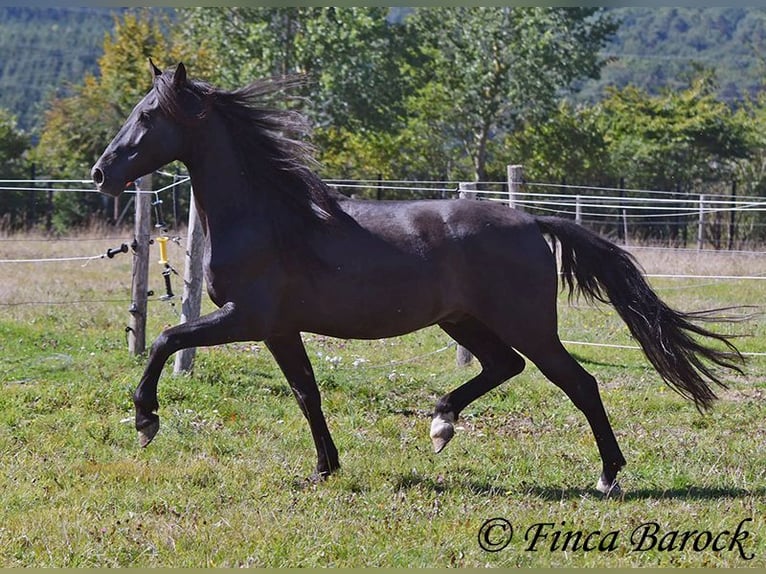 Andalou Hongre 6 Ans 158 cm Noir in Wiebelsheim