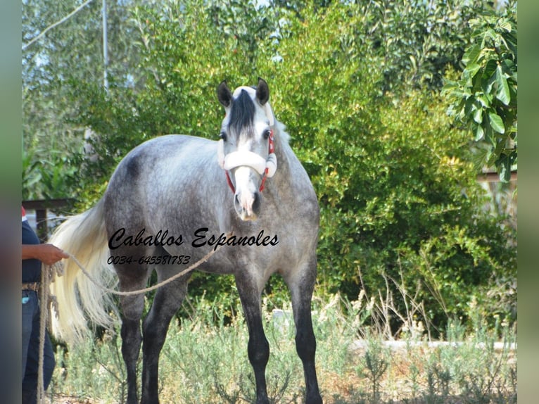 Andalou Hongre 6 Ans 159 cm Gris pommelé in Vejer de la Frontera