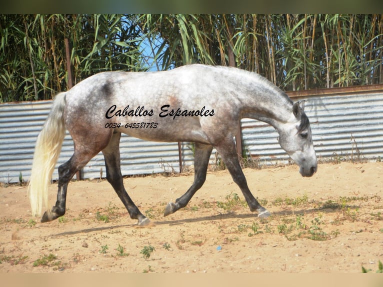 Andalou Hongre 6 Ans 159 cm Gris pommelé in Vejer de la Frontera