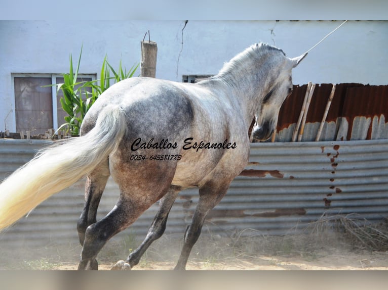 Andalou Hongre 6 Ans 159 cm Gris pommelé in Vejer de la Frontera