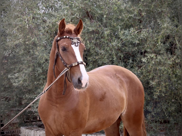 Andalou Hongre 6 Ans 160 cm Alezan in Valencia