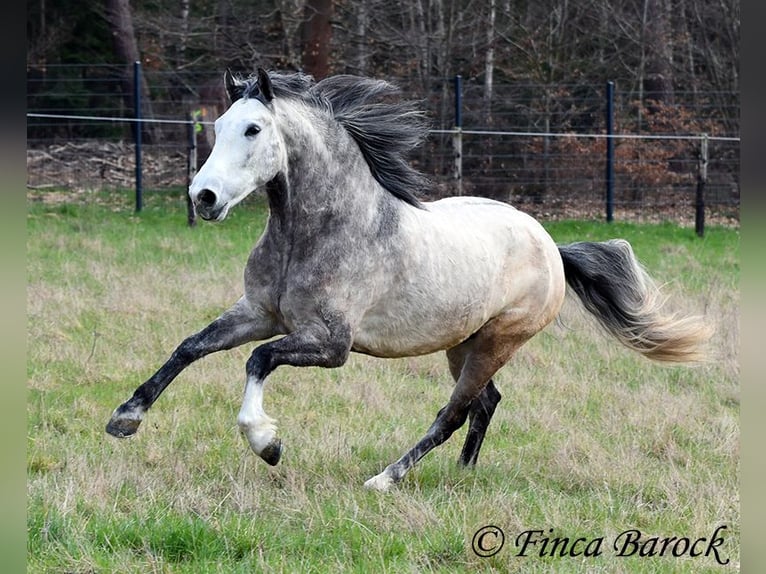 Andalou Hongre 6 Ans 160 cm Gris in Wiebelsheim