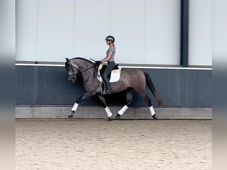 Andalou Hongre 6 Ans 160 cm Gris in Ammerzoden